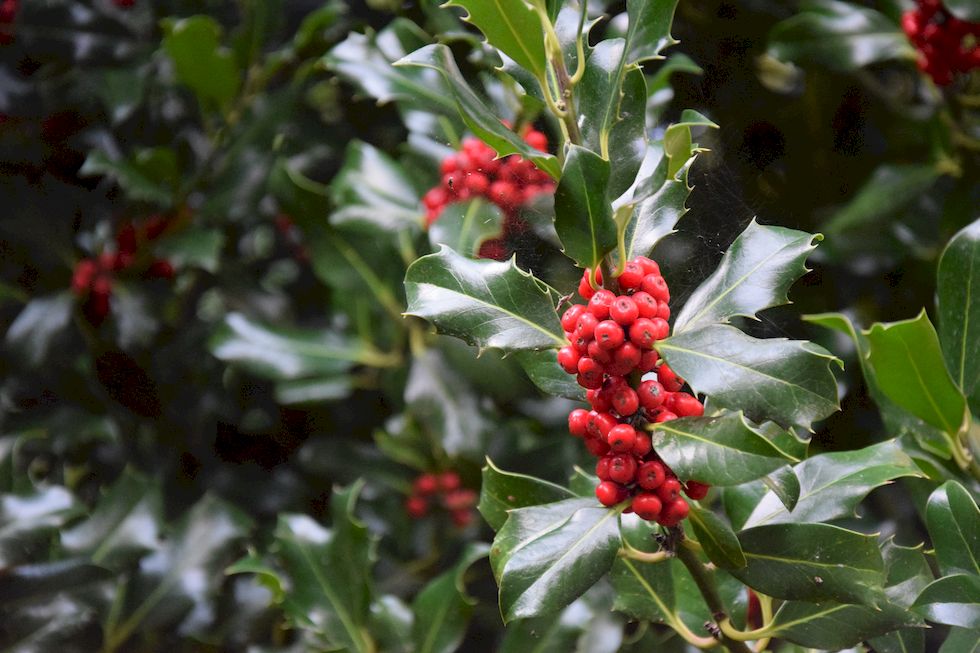 E31ap-0338-1-Puerto-Varas-Cerro-Philippi-Ilex-aquifolium-19-5-m.jpg