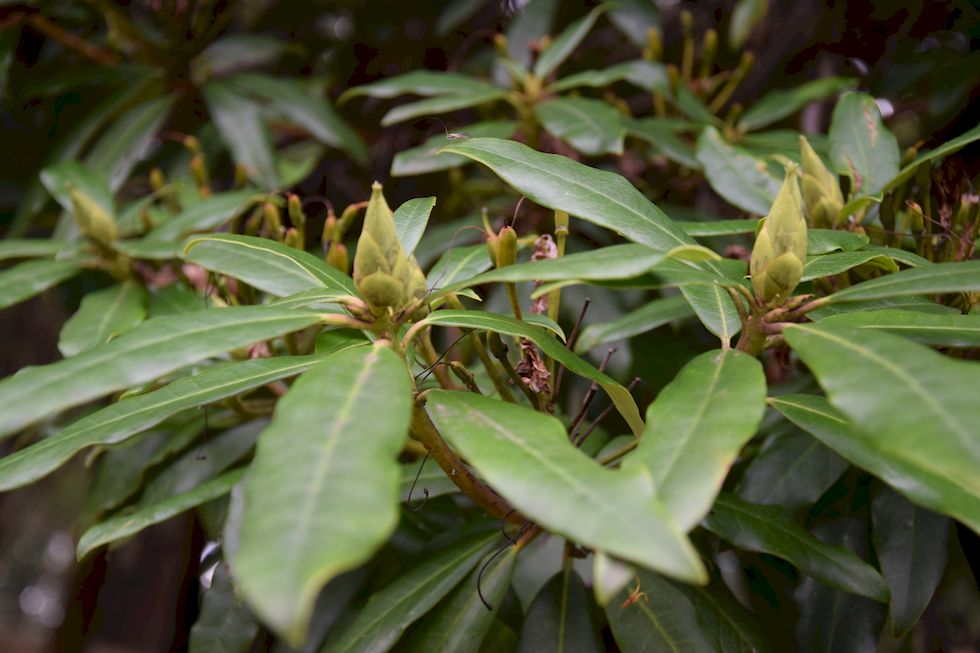 F007ap-641-1-Puerto-Varas-Cerro-Philippi-Rhododendron-4-7-m.jpg