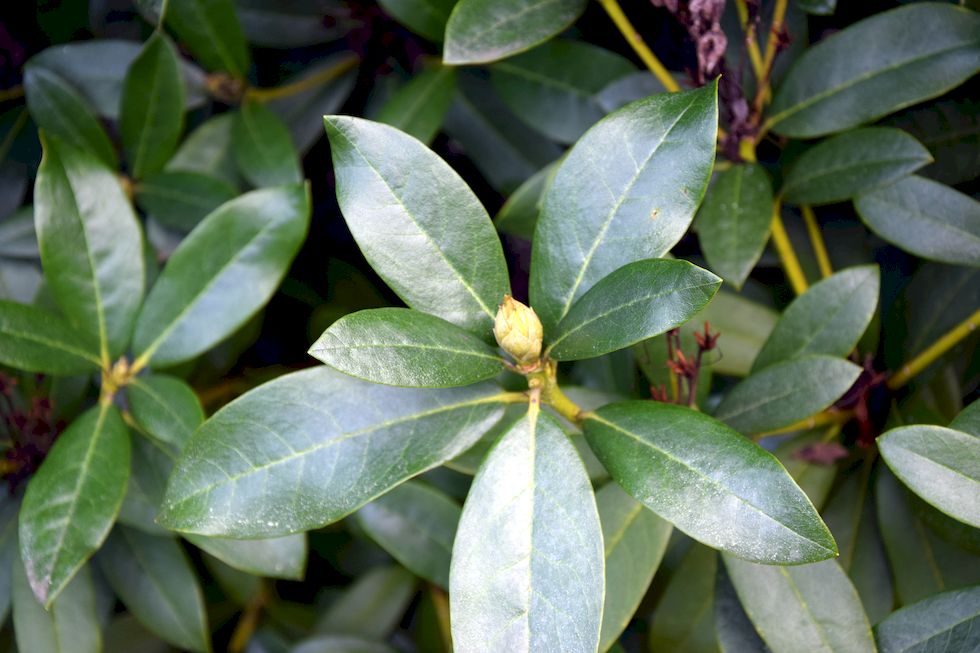 F068ap-886-1-Puerto-Varas-Cerro-Philippi-Rhododendron-11-8-m.jpg