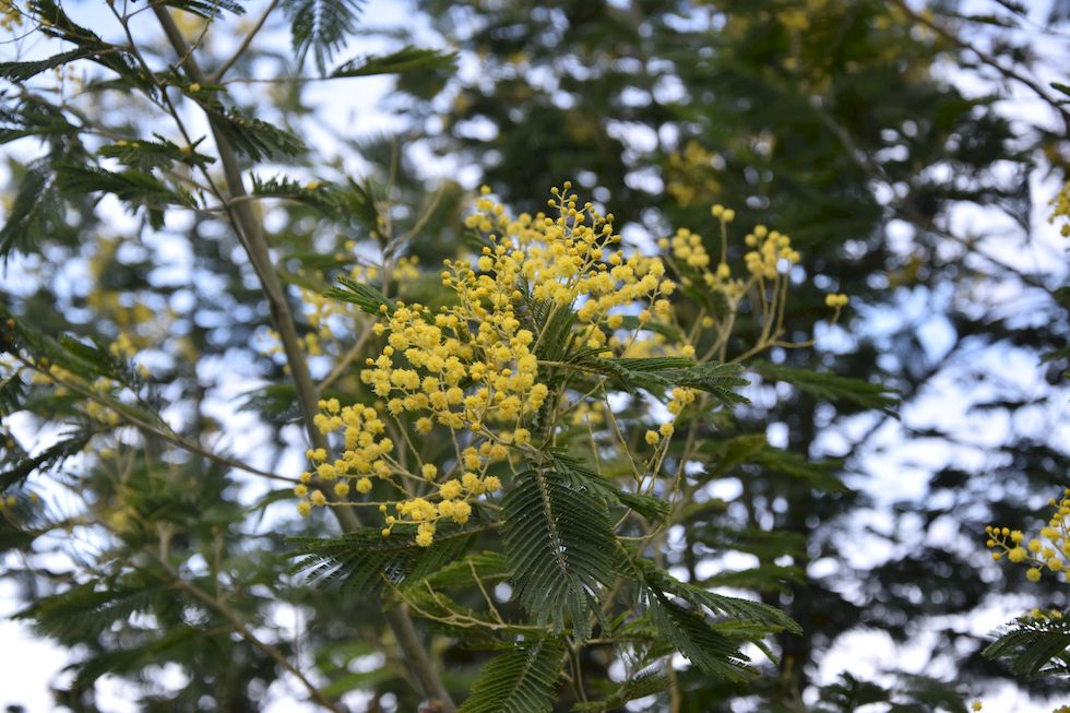 F080ap-923-1-Puerto-Varas-Cerro-Philippi-16-8-m.jpg