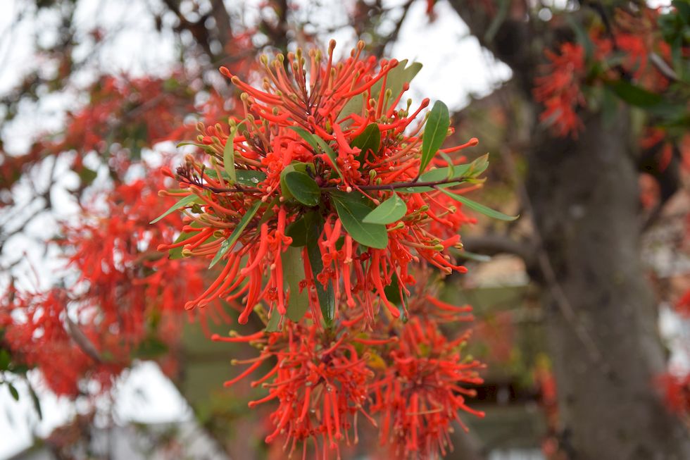 H009ap-0041-1-Puerto-Varas-Notro-5-11-m.jpg