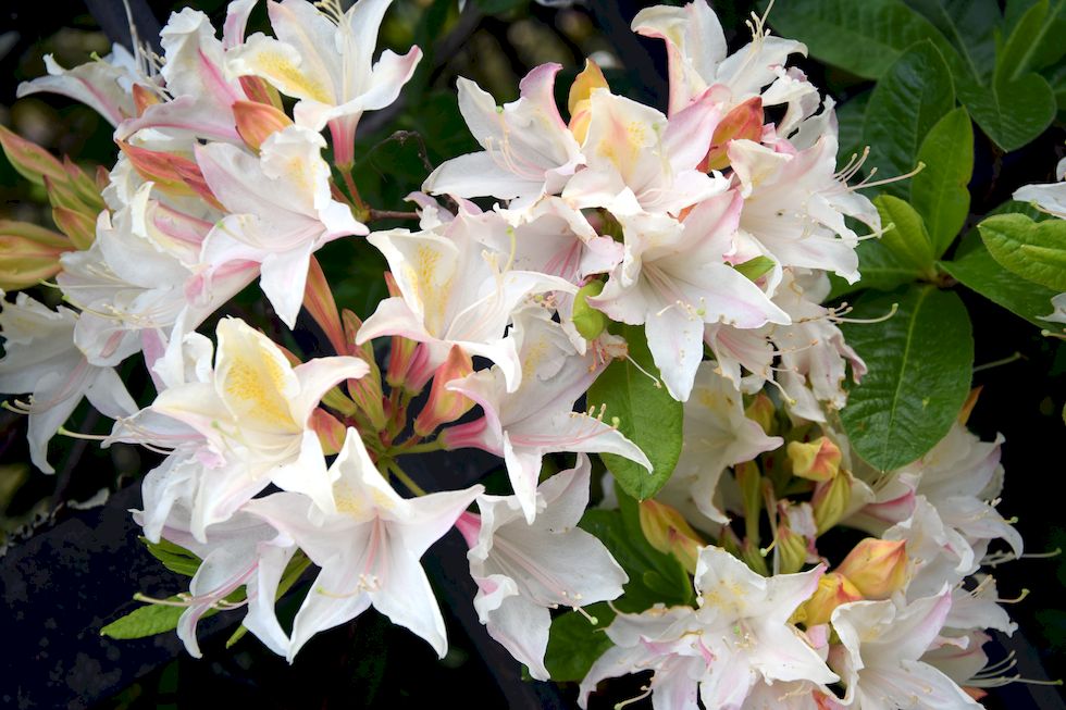 H052ap-0200-1-Puerto-Varas-Rhododendron-2-12-m.jpg