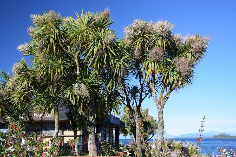 H064ap-0242-1-Puerto-Varas-Mole-Palmera-4-12-m.jpg