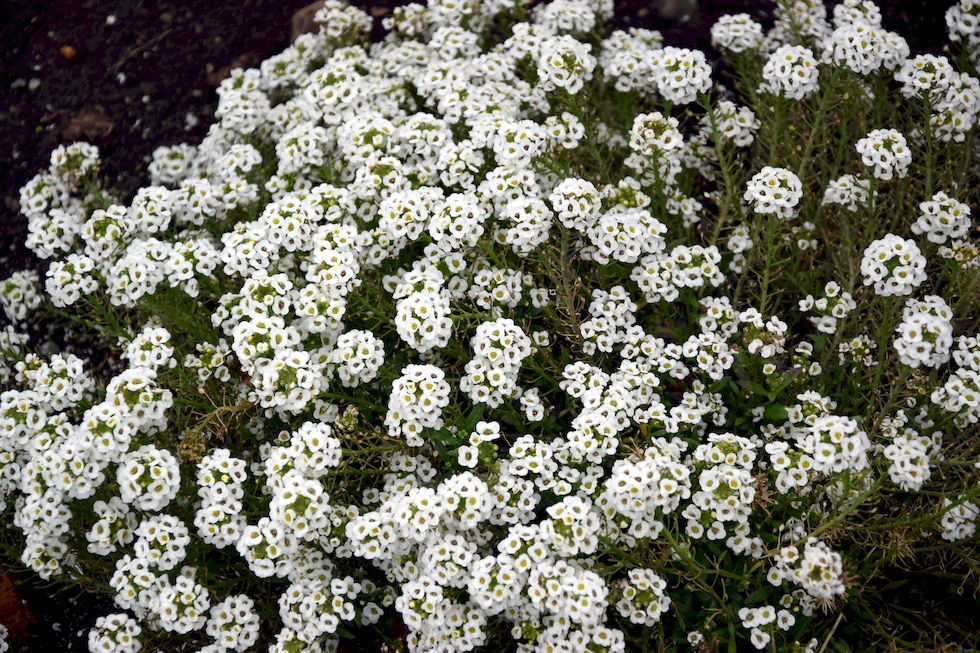 J012ap-0338-1-Puerto-Varas-Lobularia-maritima-9-3-m.jpg