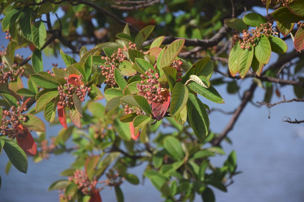 J026ap-0393-1-Puerto-Varas-Cotoneaster-17-3-m.jpg