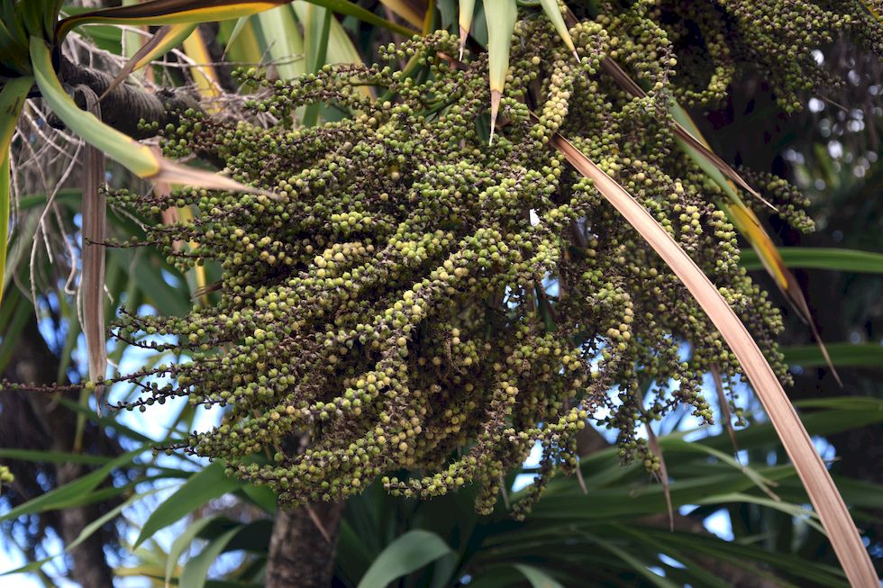 J029ap-0399-1-Puerto-Varas-Mole-Palmera-18-3-m.jpg