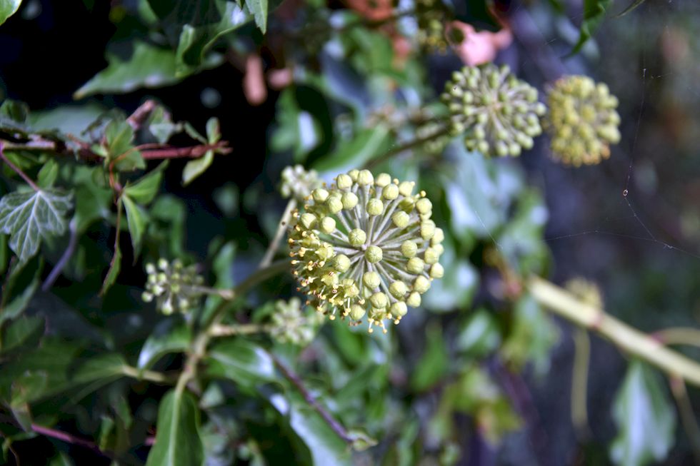 J044ap-0454-1-Puerto-Varas-Hedera-helix-26-3-m.jpg