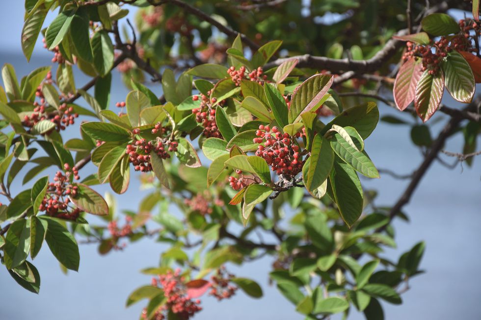 J059ap-0497-1-Puerto-Varas-Cotoneaster-2-4-m.jpg