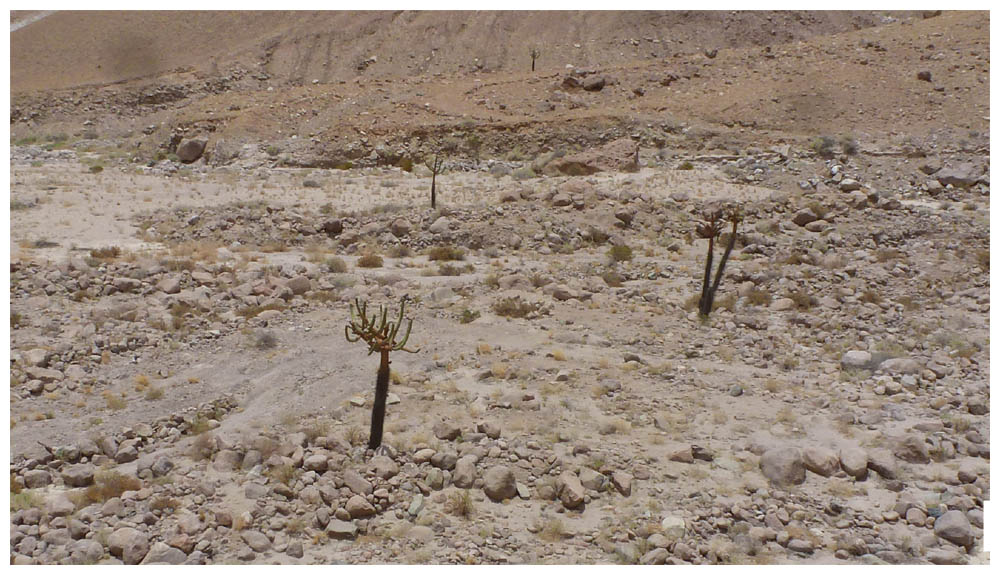 Kandelaberkaktus, Cactus candelabro, Browningia candelaris, Candleholder cactus