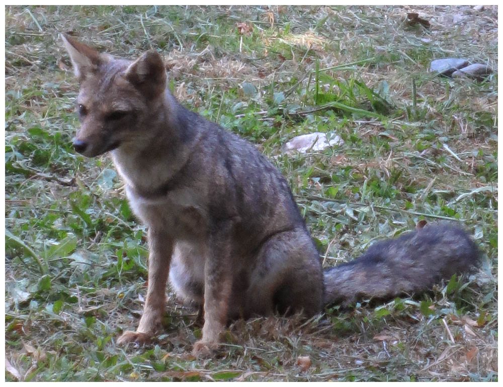 Nationalpark Alerce Andino, Sektor Rio Chaicas, Graufuchs (Zorro chilla, Zorro gris, Pseudalopex griseus)