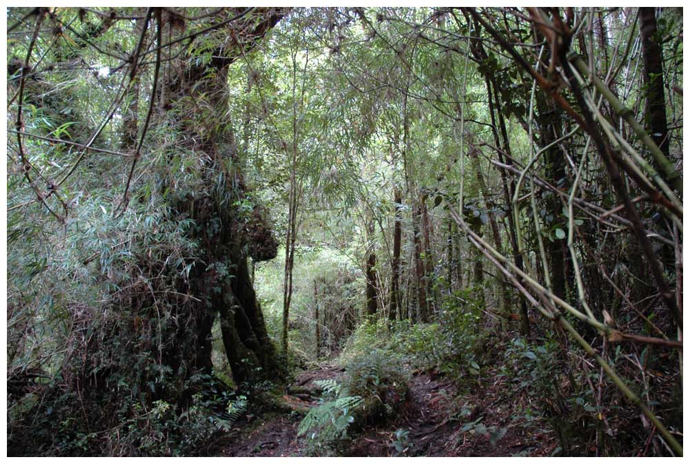 Im Nationalpark Alerce Andino