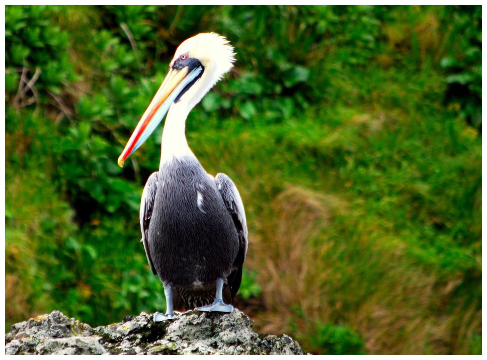 Pelecanus thagus, Chilepelikan