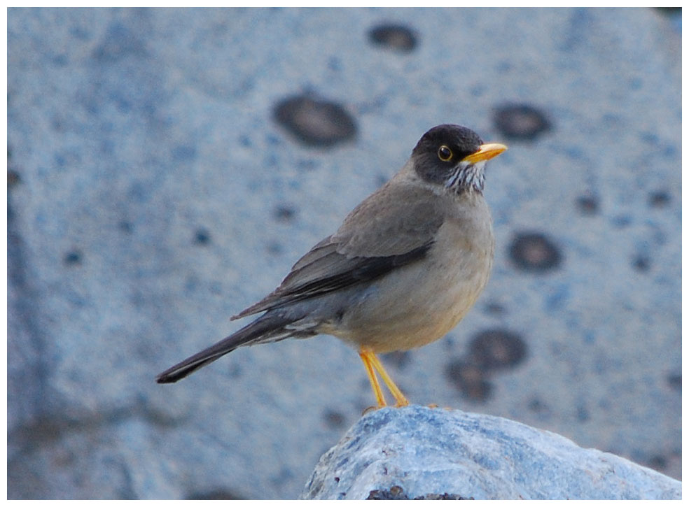 Magellandrossel, Zorzal Patagnico, Austral Trush, Turdus falcklandii magellanicus