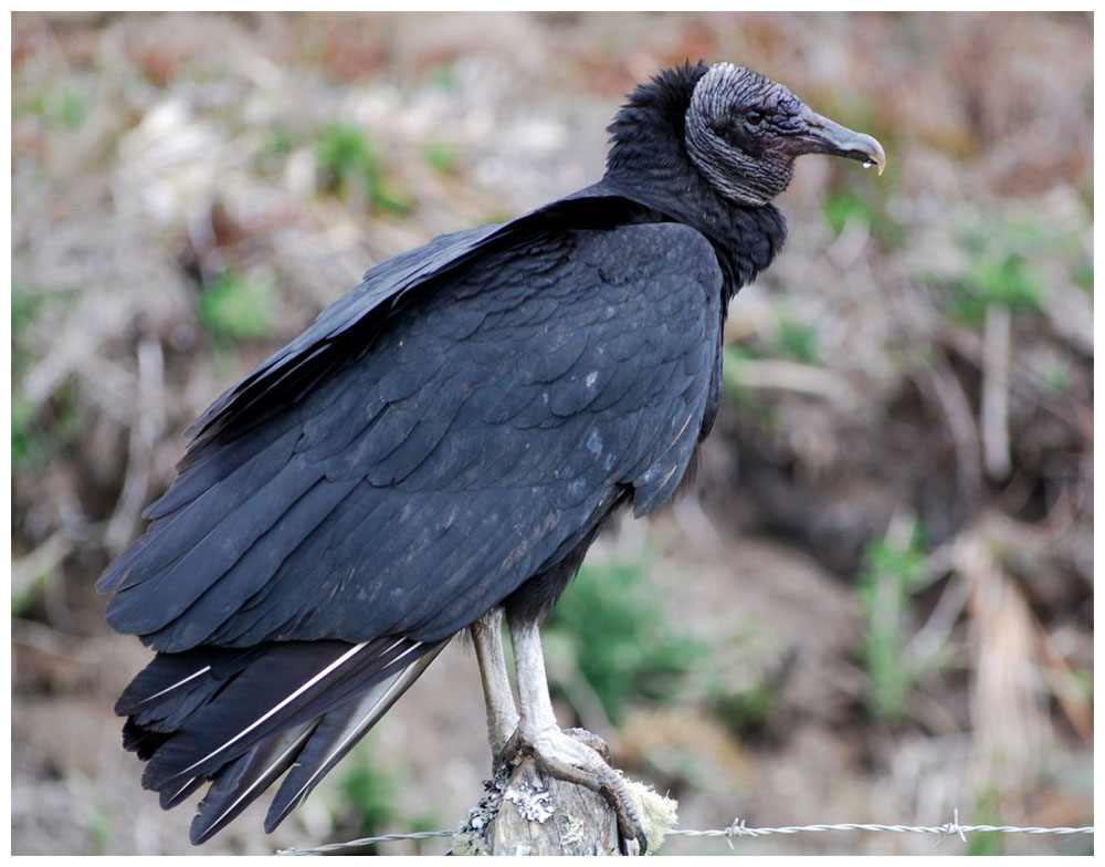 Jote de cabeza negra, Rabengeier, Black Vulture, Coragyps atratus